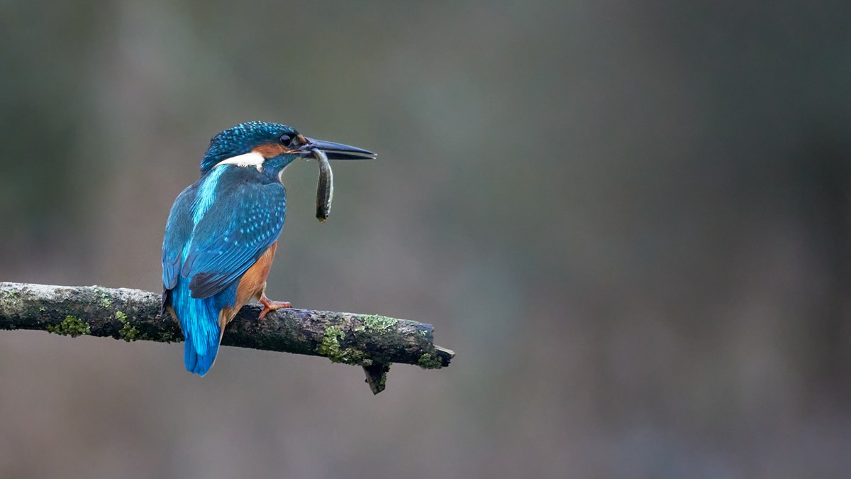 Kingfisher Playing With Its Catch 1