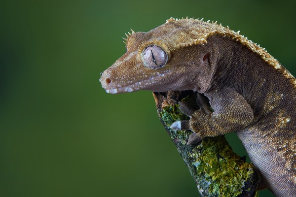 Gecko Profile Wet 1