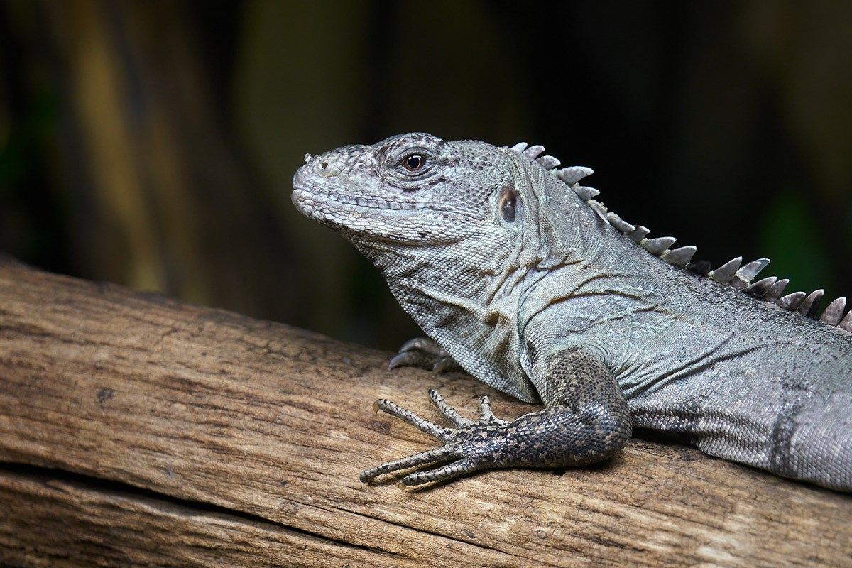 Iguana
