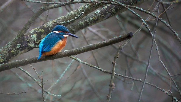 Kingfisher In Tree 2