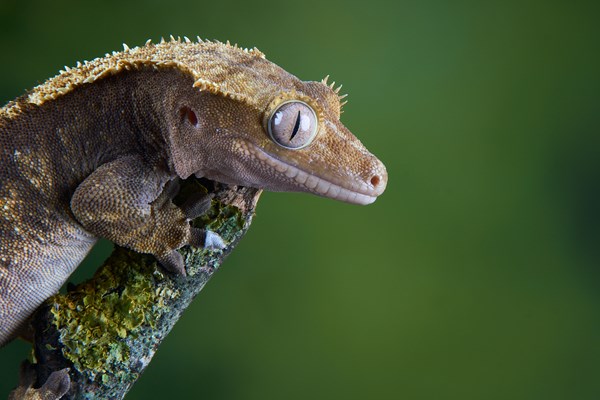 Gecko Profile