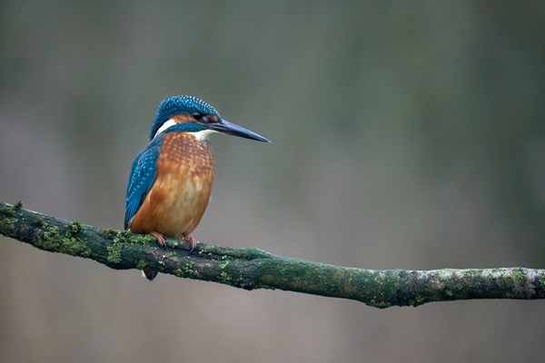 Kingfisher On A Stick 1