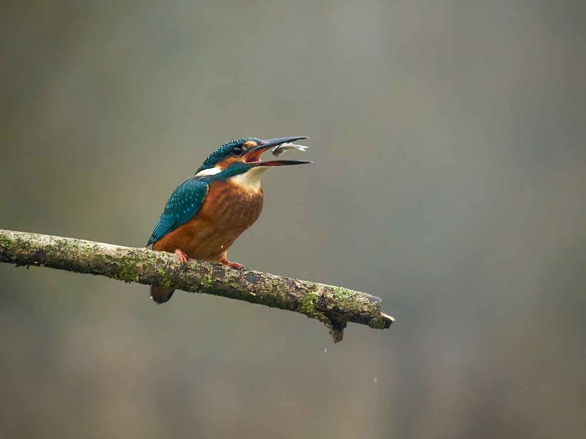 Kingfisher Eating A Fish 1