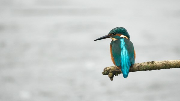 Kingfisher In The White Of Winter 1