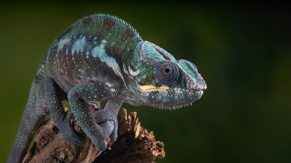 Chameleon